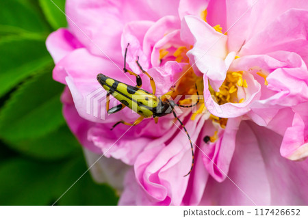 Closeup on a Spotted longhorn beetle, Leptura maculata on the pink flower, Daucus carota Closeup on a Spotted longhorn beetle, Leptura maculata on the pink flower, Daucus carota 117426652