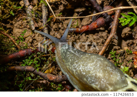 Limax maximus - leopard slug crawling on the ground among the leaves and leaves a trail 117426653