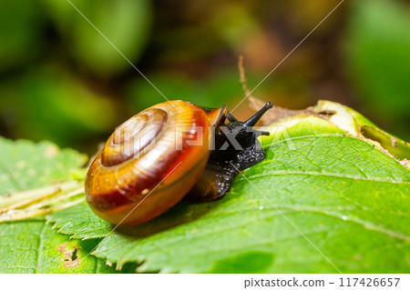 Oxychilus alliarius , commonly known as the garlic snail or garlic glass-snail 117426657