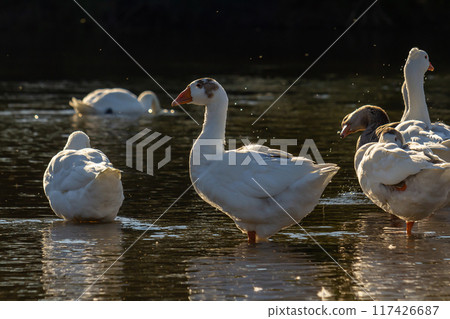A domestic goose is a goose that humans have domesticated and kept for their meat, eggs, or down feathers. Domestic geese have been derived through selective breeding from the wild greylag goose 117426687