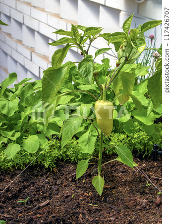 Bell pepper growing on a plant surrounded by leaves under sunlight. Capsicum annuum. Organic products concept 117426707