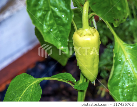 Bell pepper growing on a plant surrounded by leaves under sunlight. Capsicum annuum. Organic products concept Bell pepper growing on a plant surrounded by leaves under sunlight. Capsicum annuum. Organic products concept 117426708