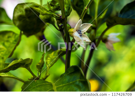 Bell pepper growing on a plant surrounded by leaves under sunlight. Capsicum annuum. Organic products concept 117426709