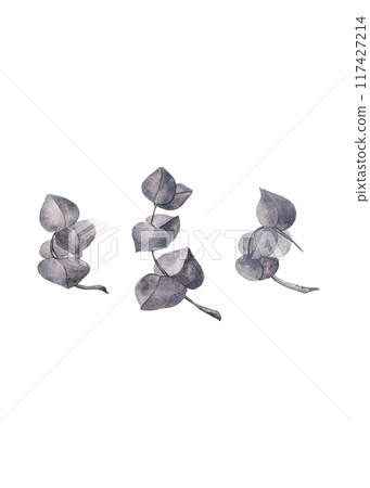 Eucalyptus. Watercolor illustration. Decorative set of flowers for your design. Ideal for decorating cards, wedding invitations, tableware and textiles Eucalyptus. Watercolor illustration. Decorative set of flowers for your design. Ideal for decorating cards, wedding invitations, tableware and textiles 117427214