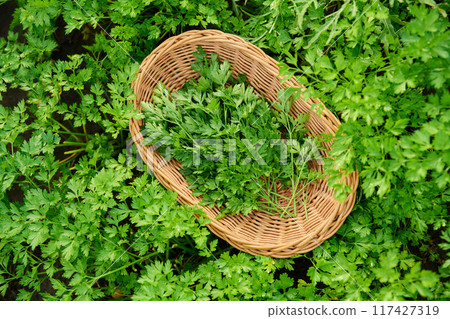 Close up of fresh cut parsley leaves, garden bed with plants background, top view. Close up of fresh cut parsley leaves, garden bed with plants background, top view. 117427319