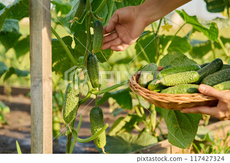 Close up of harvesting cucumbers on wooden raised bed in kitchen garden 117427324