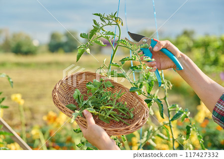 Close-up of tomato plant and hands with pruning shears shaping bush 117427332