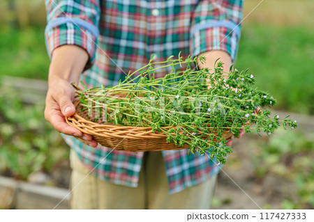 Close up of harvest of savory herb in hands of gardener, summer garden background 117427333