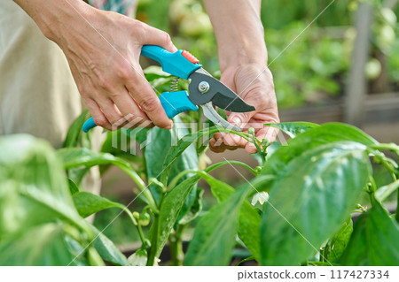 Close-up of bell pepper plant and hands with pruning shears shaping bush 117427334