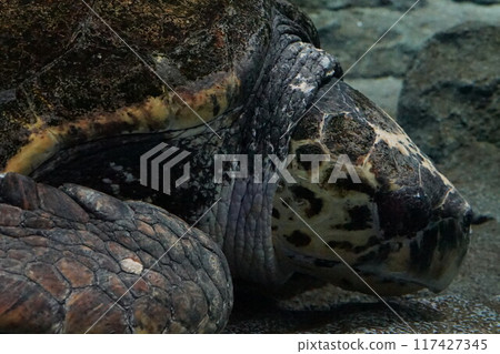 Turtle quietly closing its eyes 117427345