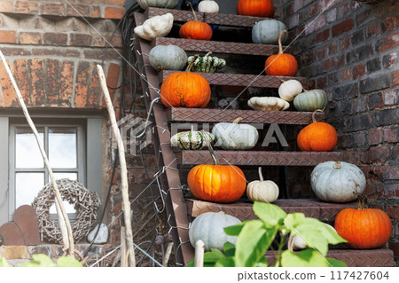 Many big small ripe orange grey green white bright pumpkins on old rusty metal ladder at pumpkin farm yard. Halloween thanksgiving celebration symbol plant. Country rustic squash autumn background 117427604