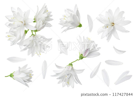 deutzia flowers isolated on a white background deutzia flowers isolated on a white background 117427844