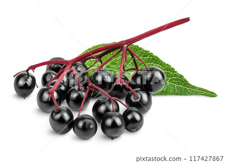 Ripe black elderberry or elder with green leaves isolated on a white background. Sambucus 117427867