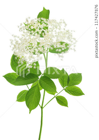 Elderberry flower or Sambucus nigra isolated on a white background. 117427876