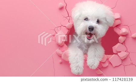 Bichon friese breaking through a hole in the wall. Creative dog banner 117428139