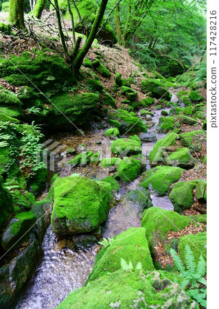 6987 奧見岳谷苔蘚森林 117428216