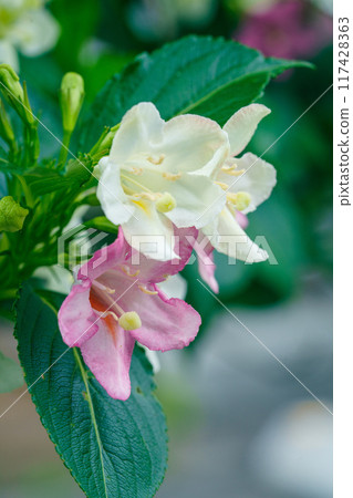 我在路邊發現了一隻蜥蜴。 我在路邊發現了一隻蜥蜴。 117428363