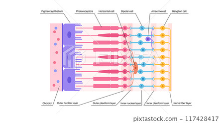 Retina structure poster Retina structure poster 117428417