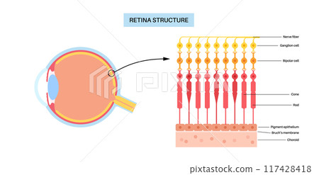 Retina structure poster 117428418