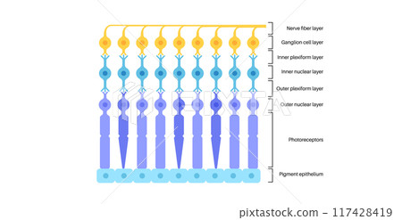 Retina structure poster 117428419