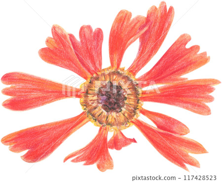 Bright summer flowers drawn with colored pencils on a white background.  117428523