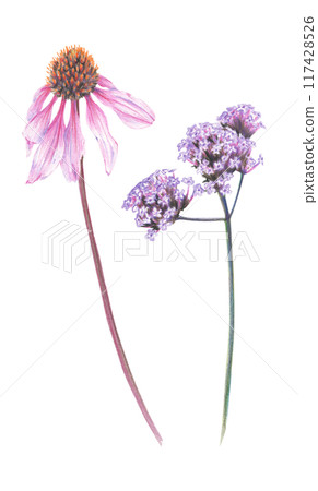 Bright summer flowers drawn with colored pencils on a white background.  117428526