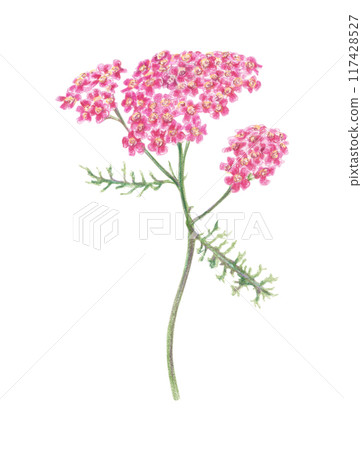 Bright summer flowers drawn with colored pencils on a white background. 117428527