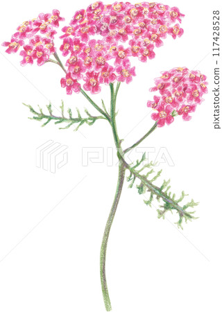 Bright summer flowers drawn with colored pencils on a white background.  117428528