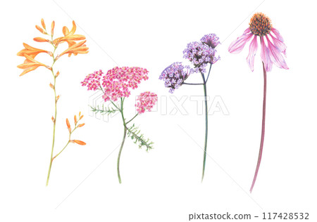 Bright summer flowers drawn with colored pencils on a white background.  117428532