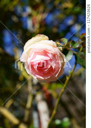 6991 Rose Pierre de Ronsard 6991 Rose Pierre de Ronsard 117428626