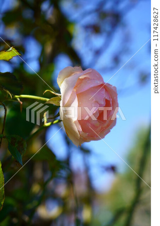 6992 Rose Pierre de Ronsard 117428627