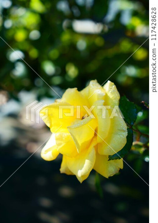 6993 Rose Rayon de Soleil 117428628