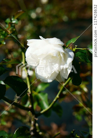 6997 Rose White Maidyland 117428632