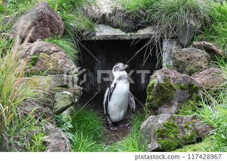Humboldt penguin in his shelter 117428967