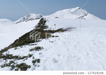 Snow-covered dwarf pines and the Dainichi Mountain Range in April. Snowy Tateyama Kurobe Alpine Route 117429248