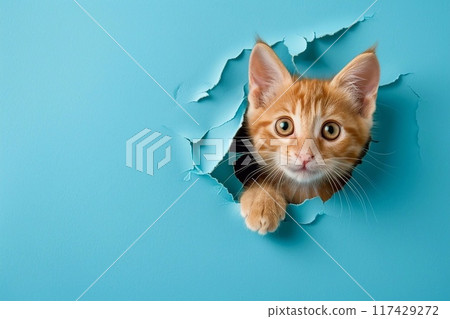 Cute ginger kitten peeking out of hole in blue paper. Cute ginger kitten peeking out of hole in blue paper. 117429272