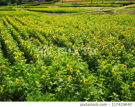 Midsummer Sunflower 117429640
