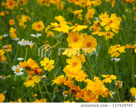 Landscape with Coreopsis Landscape with Coreopsis 117429747