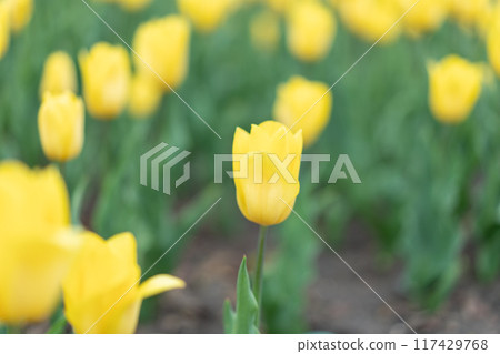 Yellow tulip flowers background outdoor 117429768