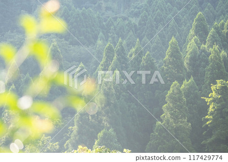 Image of growing cedar 117429774