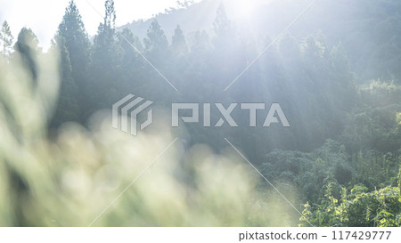 Image of growing cedar Image of growing cedar 117429777