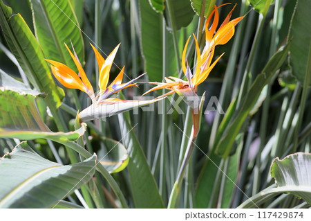 Gokurakutsuka flower 117429874