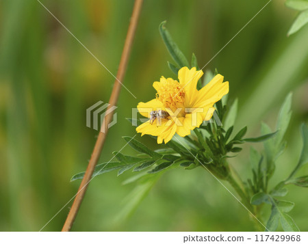 Yellow flower and jumping spider Yellow flower and jumping spider 117429968