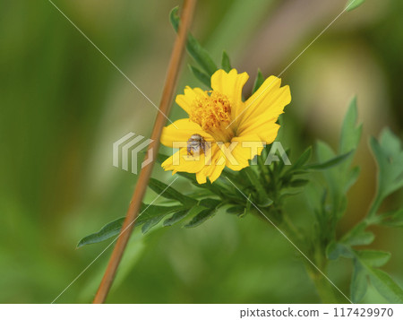 Yellow flower and jumping spider 117429970