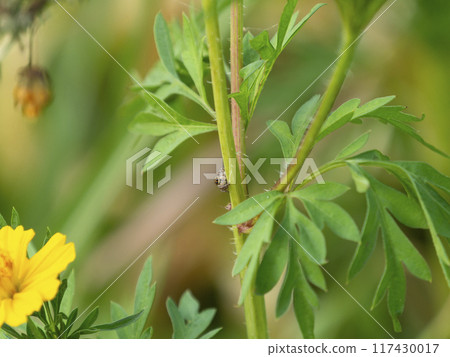 跳蛛棲息在植物莖上 117430017