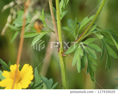 跳蛛棲息在植物莖上 跳蛛棲息在植物莖上 117430020