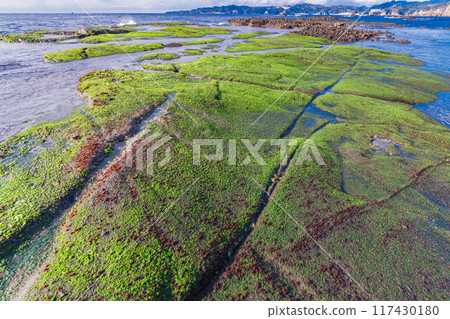 [Shizuoka Prefecture] Izu Peninsula Geopark, Ebisu Island: Beautiful seaweed on the shore 117430180