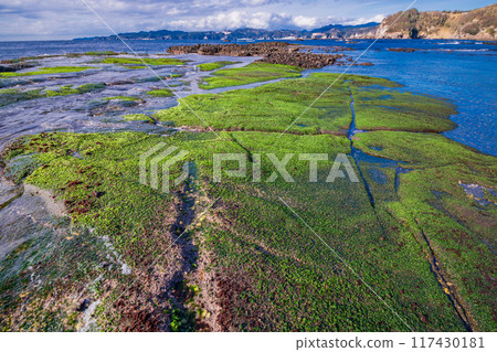 [Shizuoka Prefecture] Izu Peninsula Geopark, Ebisu Island: Beautiful seaweed on the shore 117430181