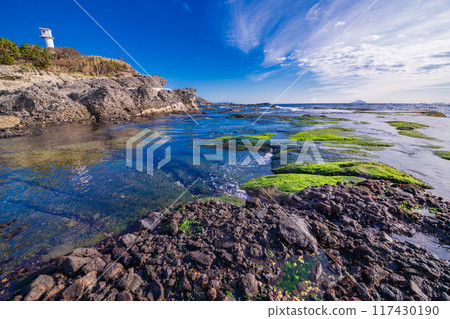 【靜岡縣】伊豆半島地質公園、惠比壽島、海邊美麗的海生菜 117430190