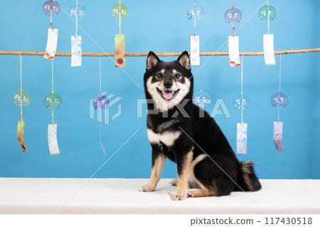 Blueback, wind chimes and the little Shiba Inu, Cheri 117430518